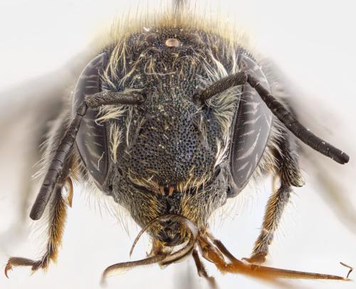 Réf. 301 435 : Osmia caerulescens